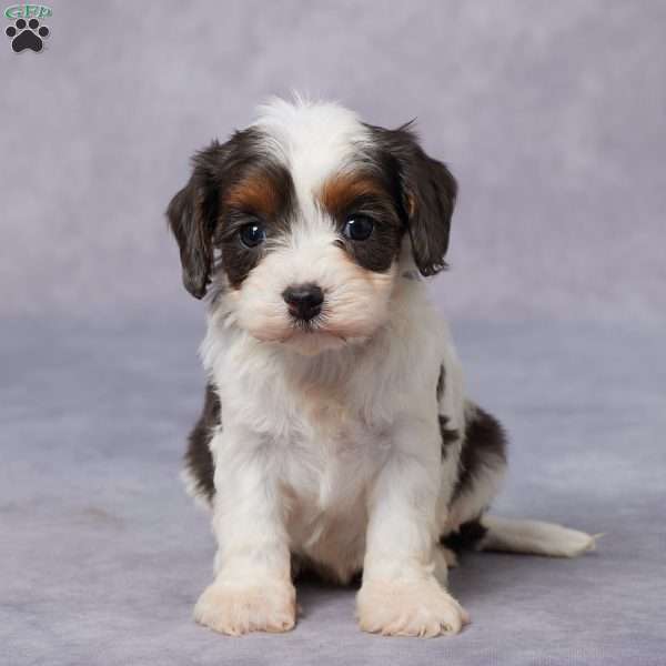 Paris, Cavapoo Puppy